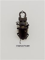 藏品(高砂深山鍬形蟲)的圖片